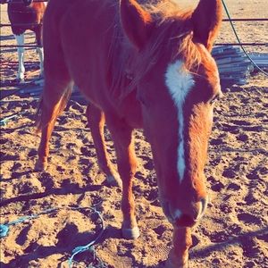 Meet your Posher, Brookelynn